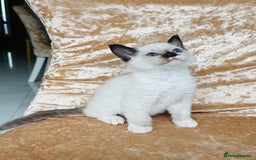 Ragdoll cats for sale: Beautiful ragdoll kittens  - Image 2