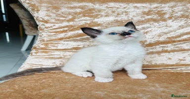 Ragdoll cats - Advert 12