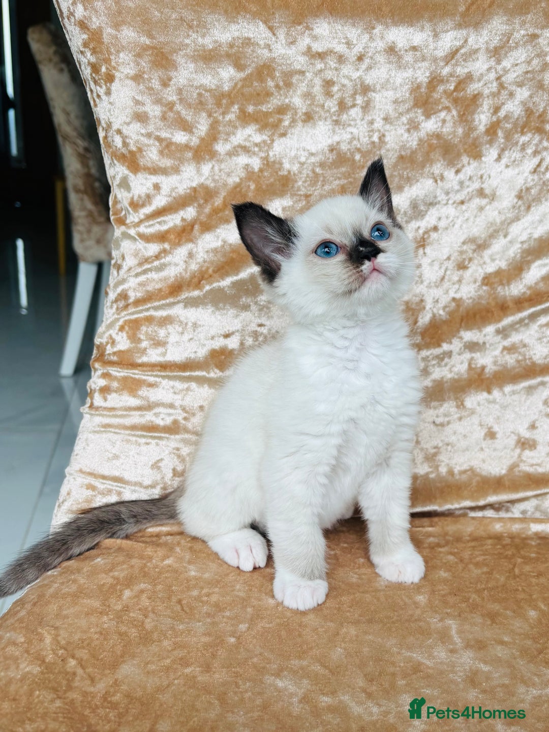Ragdoll cats for sale: Beautiful ragdoll kittens  - Image 2
