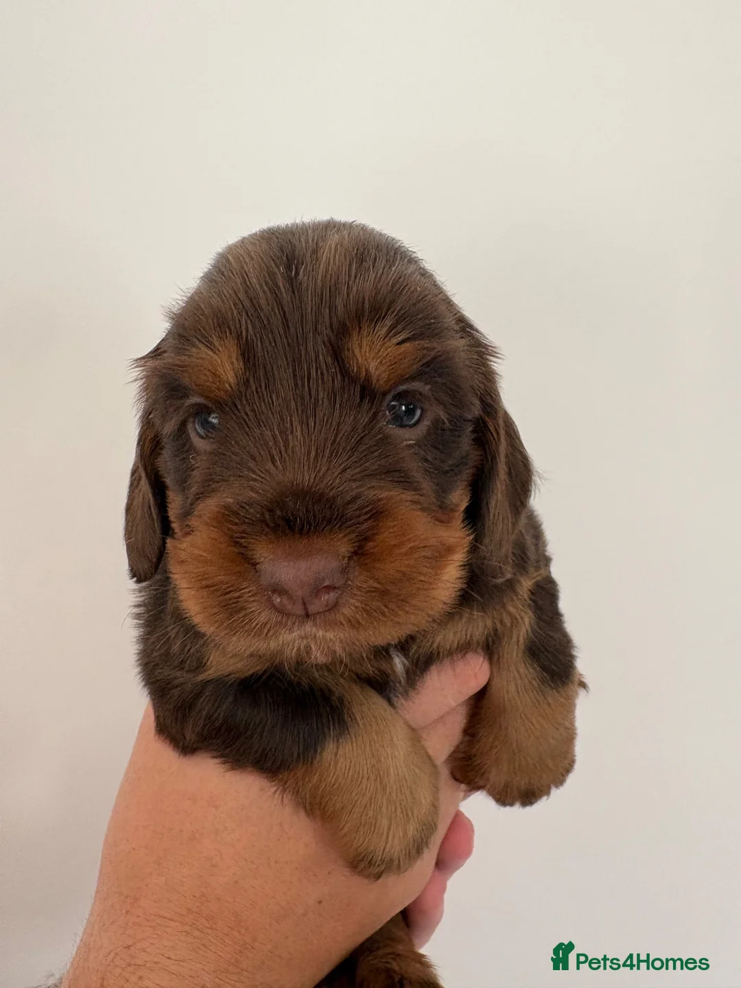 Cocker Spaniel dogs for sale: Adorable cocker spaniels puppy’s  - Advert 7