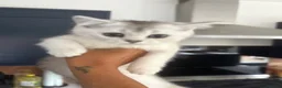 Scottish Fold cats for sale: Female scottish Straight - Advert 8