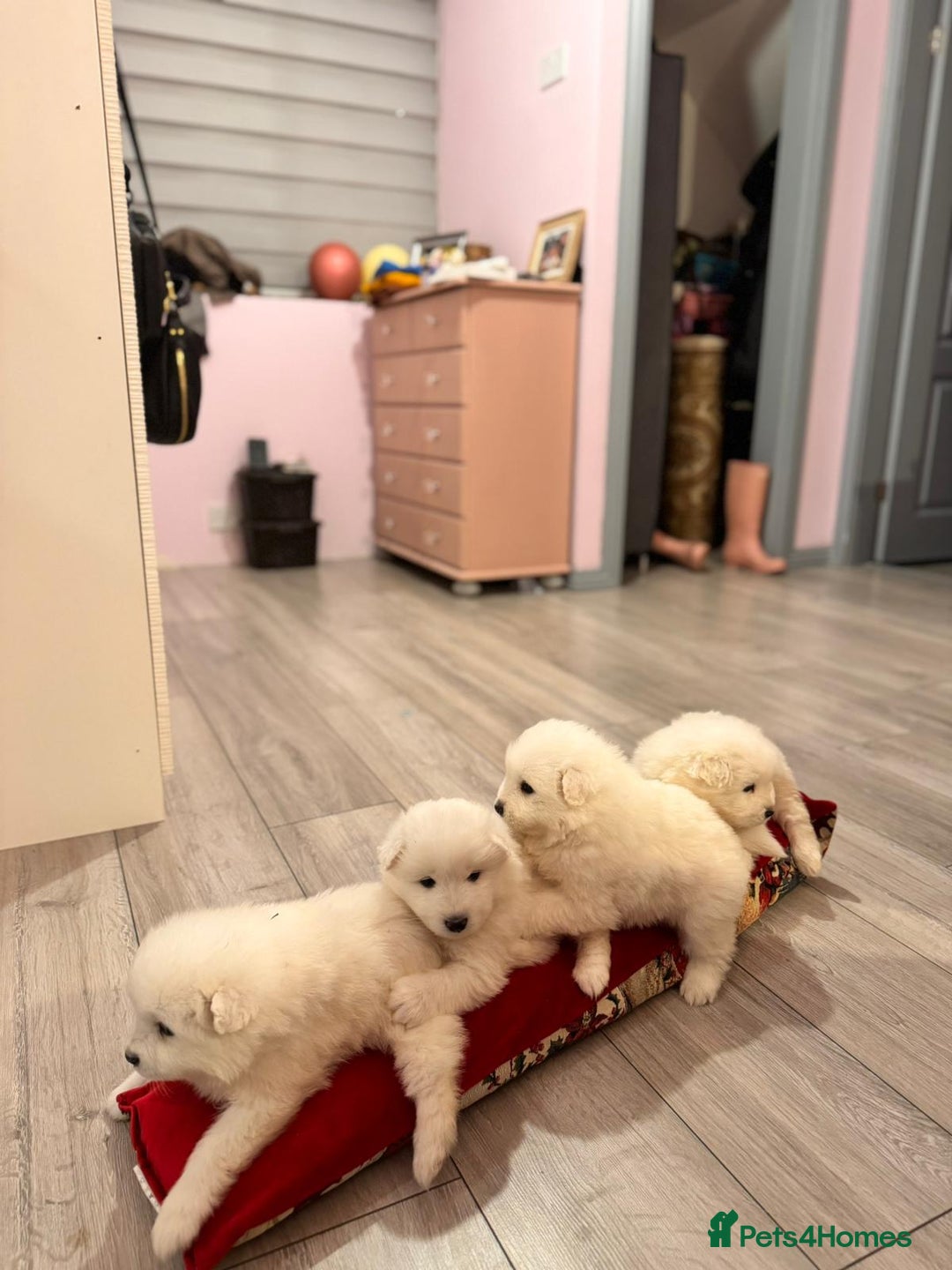 Samoyed dogs for sale: Lovely 4 GIRLS Samoyed puppy - Advert 4