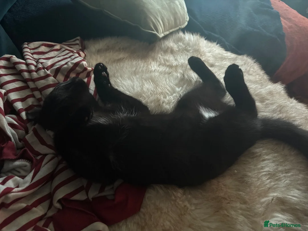Mixed Breed cats for sale: Beautiful black cat with full set up :) - Advert 2