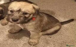 Soft Coated Wheaten Terrier dogs for sale: Soft coated wheaten terrier puppies  - Image 6