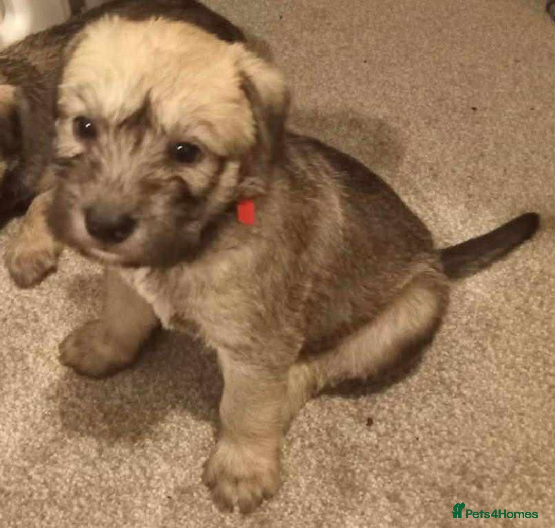 Soft Coated Wheaten Terrier dogs for sale: Soft coated wheaten terrier puppies  - Image 6