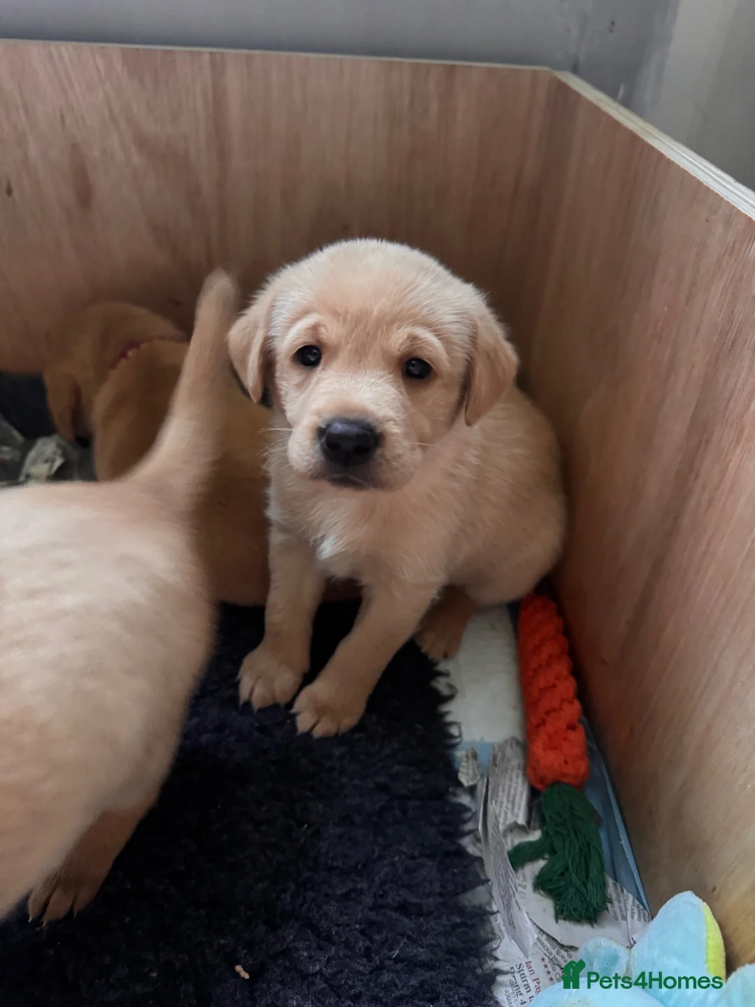 Labrador Retriever dogs for sale: Fox red labradors in Crowborough - Advert 6