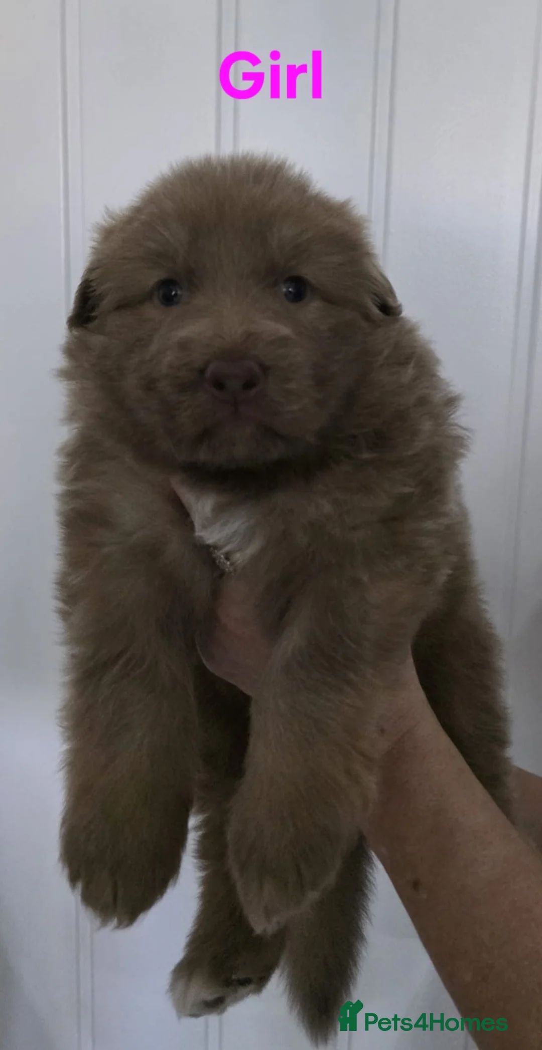 German Shepherd dogs for stud: Kc health tested solid isabella gsd in Bedford - Advert 31