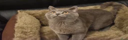 British Shorthair cats for sale: **British Shorthair Kittens** in Birmingham - Advert 5