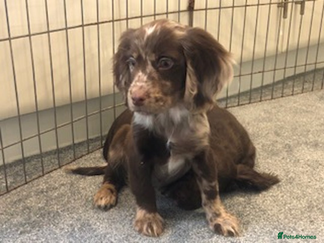 Cocker Spaniel dogs for sale: Cocker spaniel puppys - Advert 4