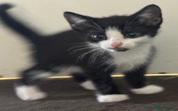 British Shorthair cats for sale: Kittens  - Image 1