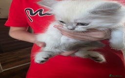 Persian cats for sale: Beautiful persian chinchilla kittens 😸 ♥️  - Image 7