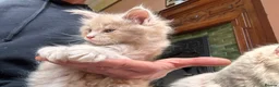 Maine Coon cats for sale: Maine coon kittens  - Advert 23