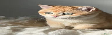 British Shorthair 1