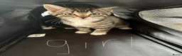 Mixed Breed cats for sale: Gorgeous kittens for sale - Advert 4
