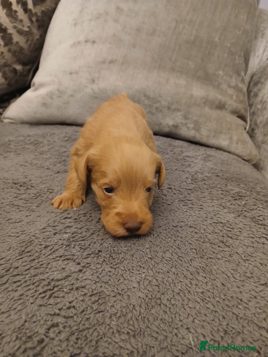 Schnoodle dogs for sale: Schnoodle puppies  - Advert 9