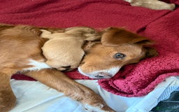 Sprocker dogs for sale: Sprocker for sale - Image 7