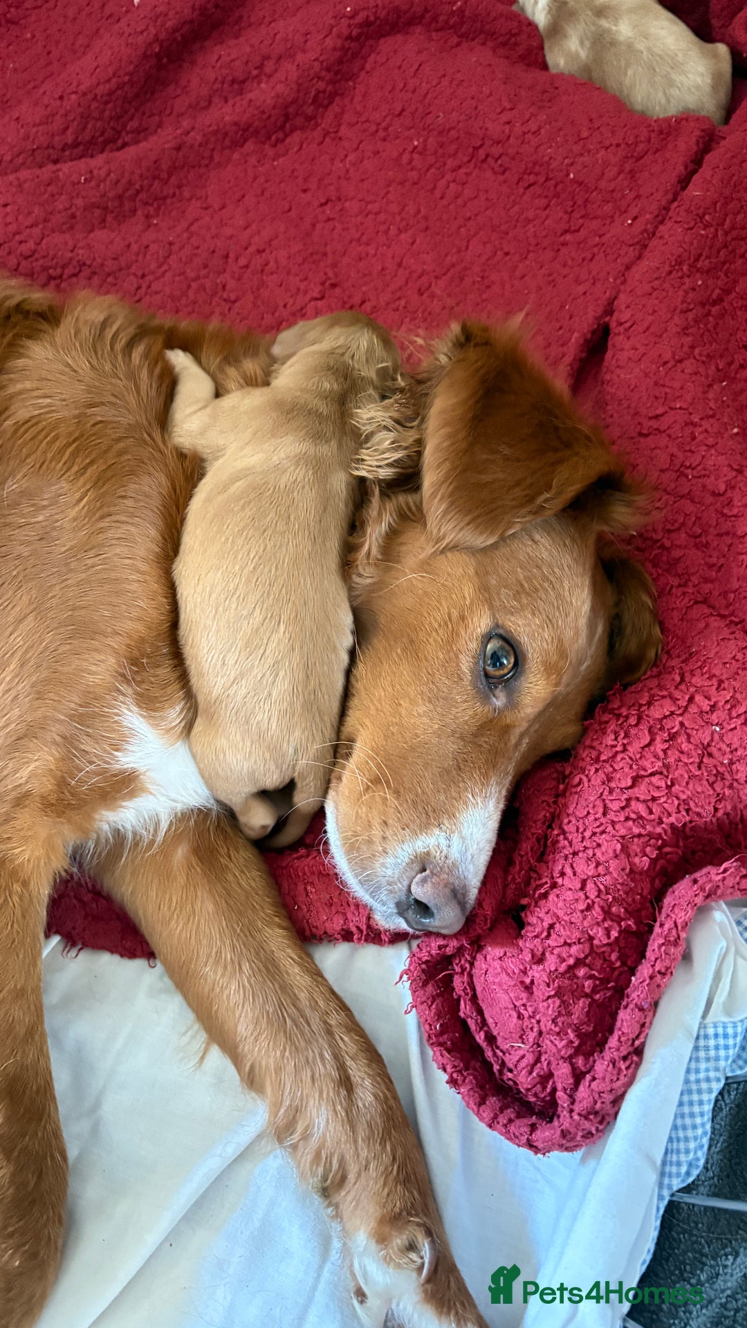 Sprocker dogs for sale: Sprocker for sale - Image 7