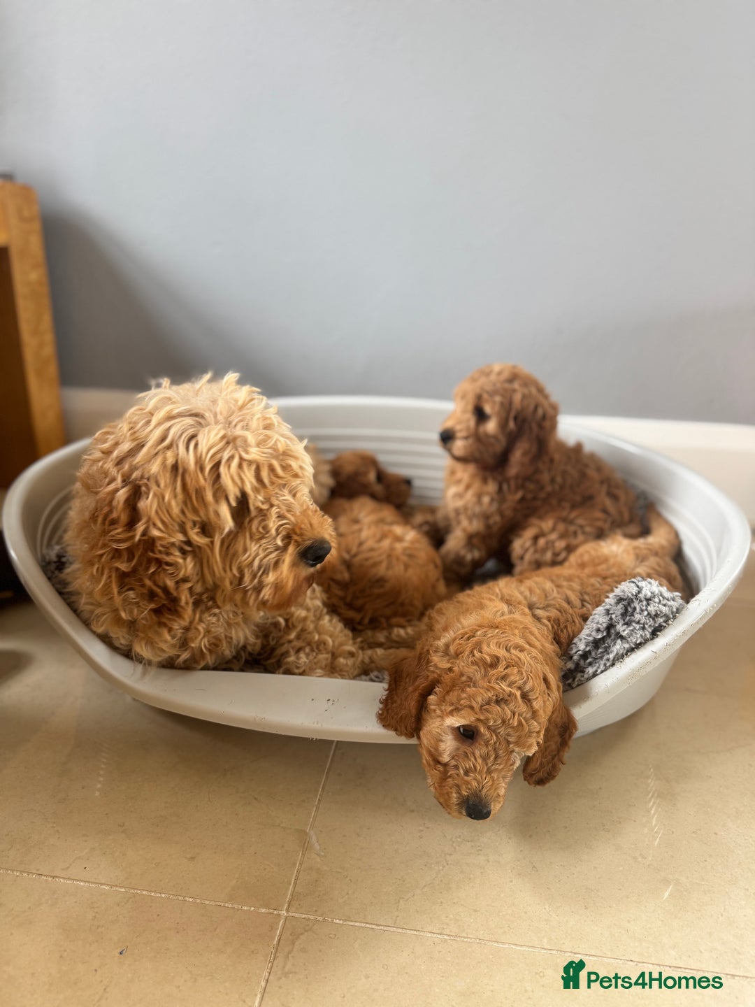 Cockapoo dogs for sale: Stunning F1B Cockapoo Pups - Image 10
