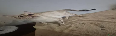Bengal 1