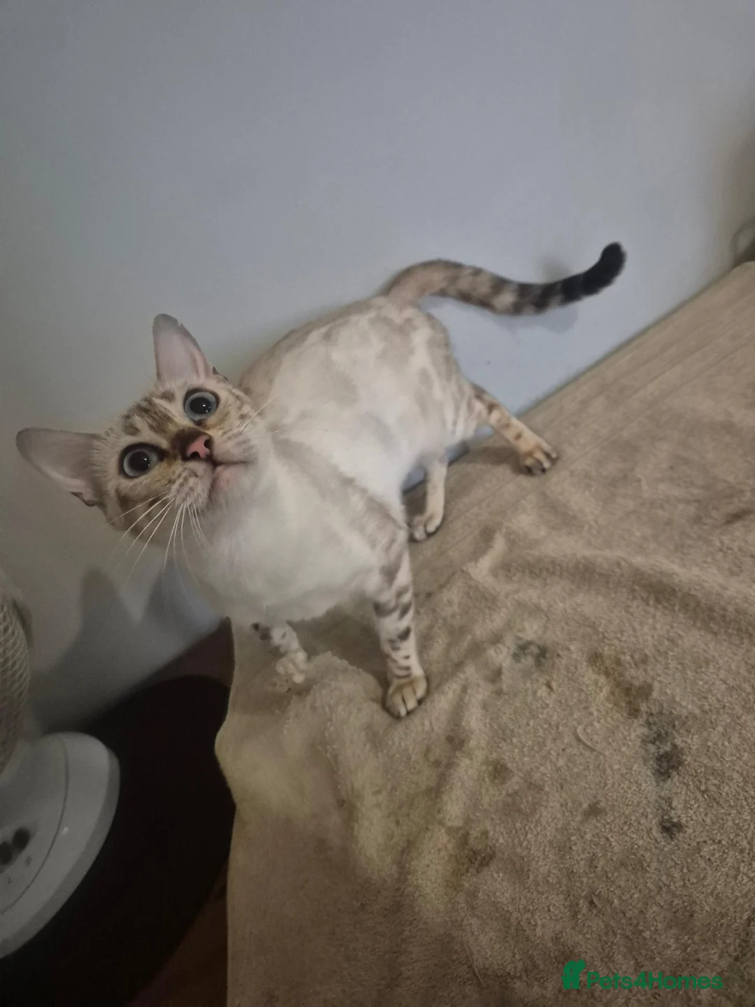 Bengal cats for sale: Snow lynx female  - Advert 2