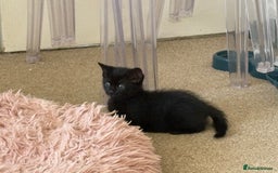 British Shorthair cats for sale: Cute half- short hair kittens for loving home❤️ - Image 2