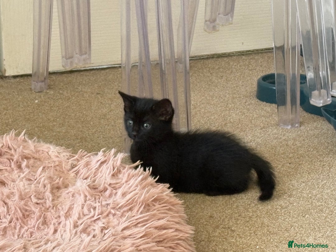 British Shorthair cats for sale: Cute half- short hair kittens for loving home❤️ - Image 2