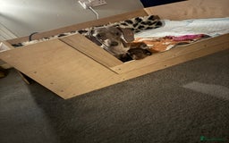 Miniature Dachshund dogs for sale: Miniature dachshunds - Image 8