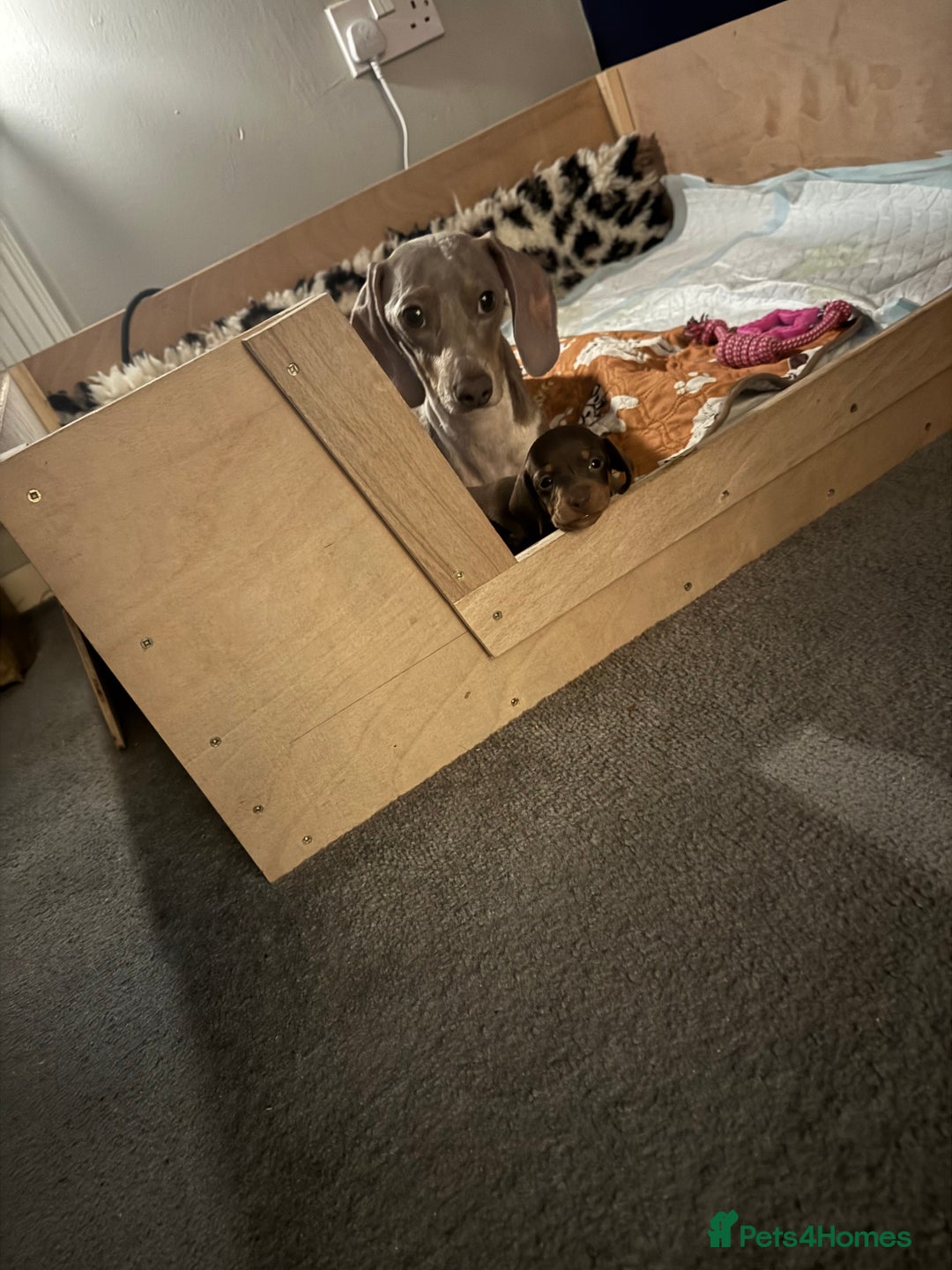 Miniature Dachshund dogs for sale: Miniature dachshunds - Image 8