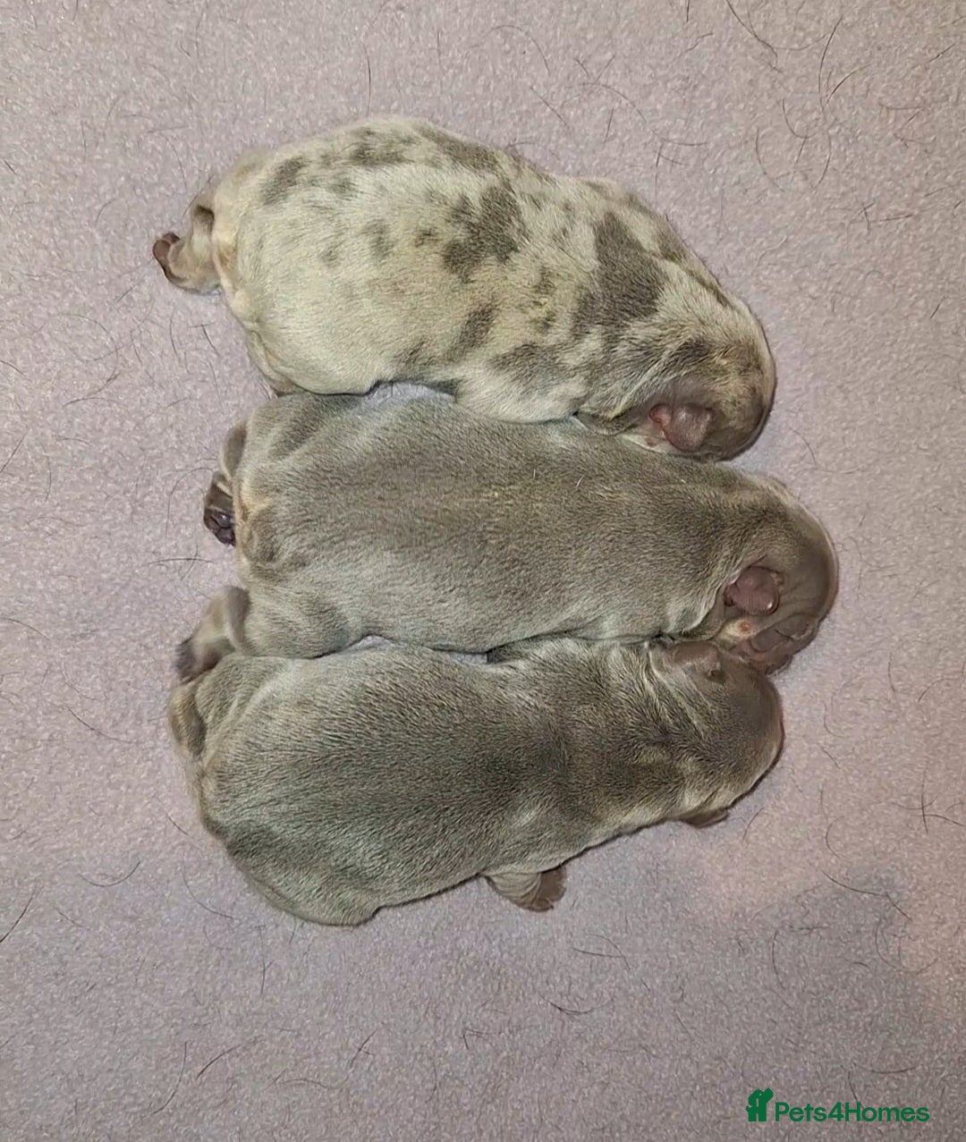 French Bulldog dogs for sale: Top Quality French Bulldog Puppies  - Advert 1