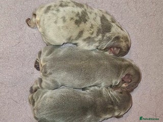 French Bulldog dogs Top Quality French Bulldog Puppies - Advert 2