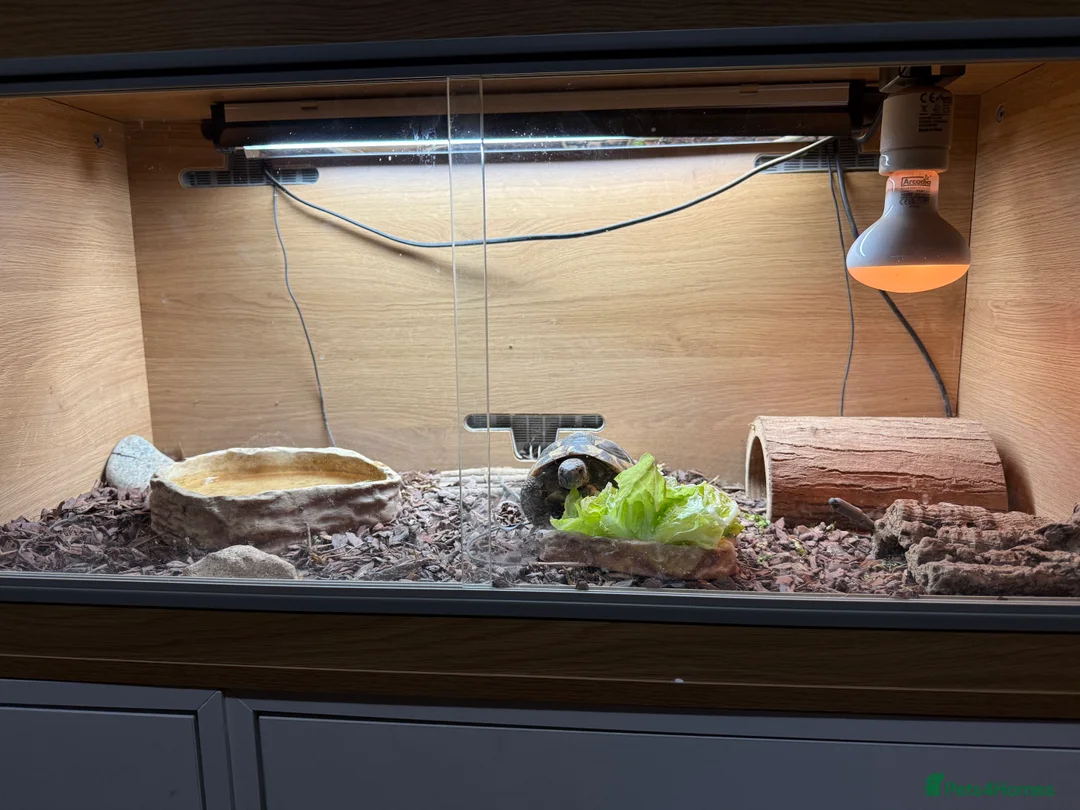 Tortoise reptiles for sale: Hermanns Tortoise and Full Set Up For Sale - Advert 9