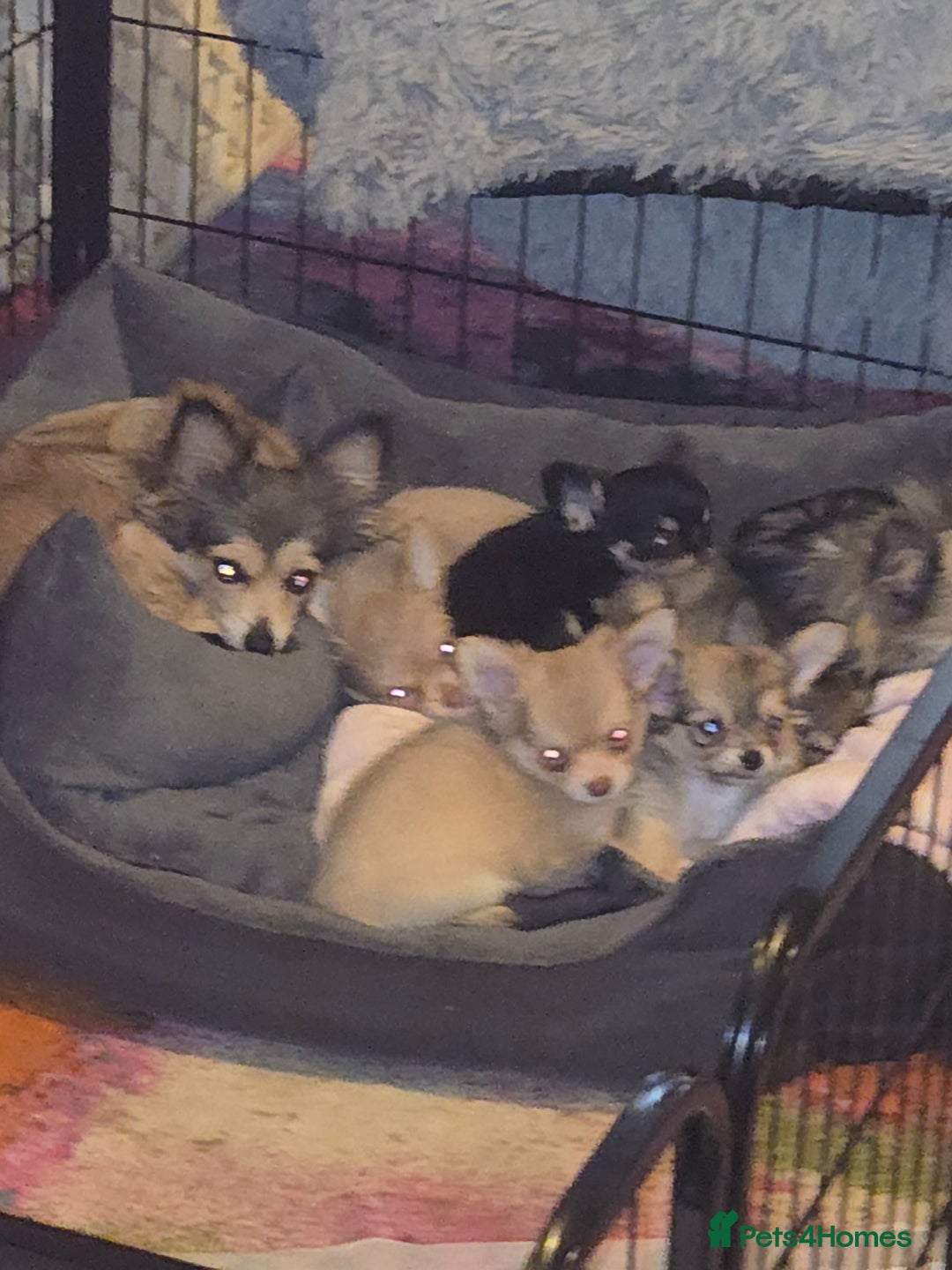 Chihuahua dogs for sale: Stunning long haired chihuahuas - Image 8