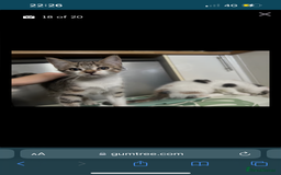 British Shorthair cats for sale: One female kitten for sale - Advert 36