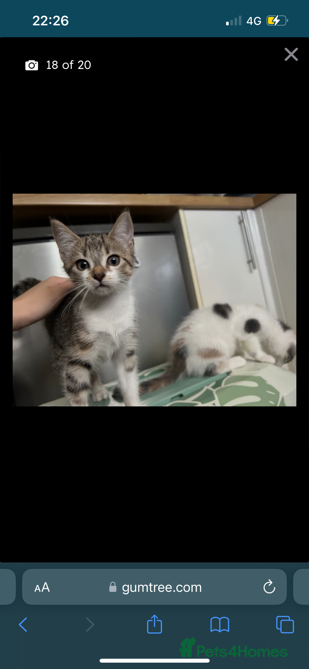 British Shorthair cats for sale: One female kitten for sale - Advert 36