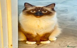 Siberian cats for sale: Daisy, - Image 3