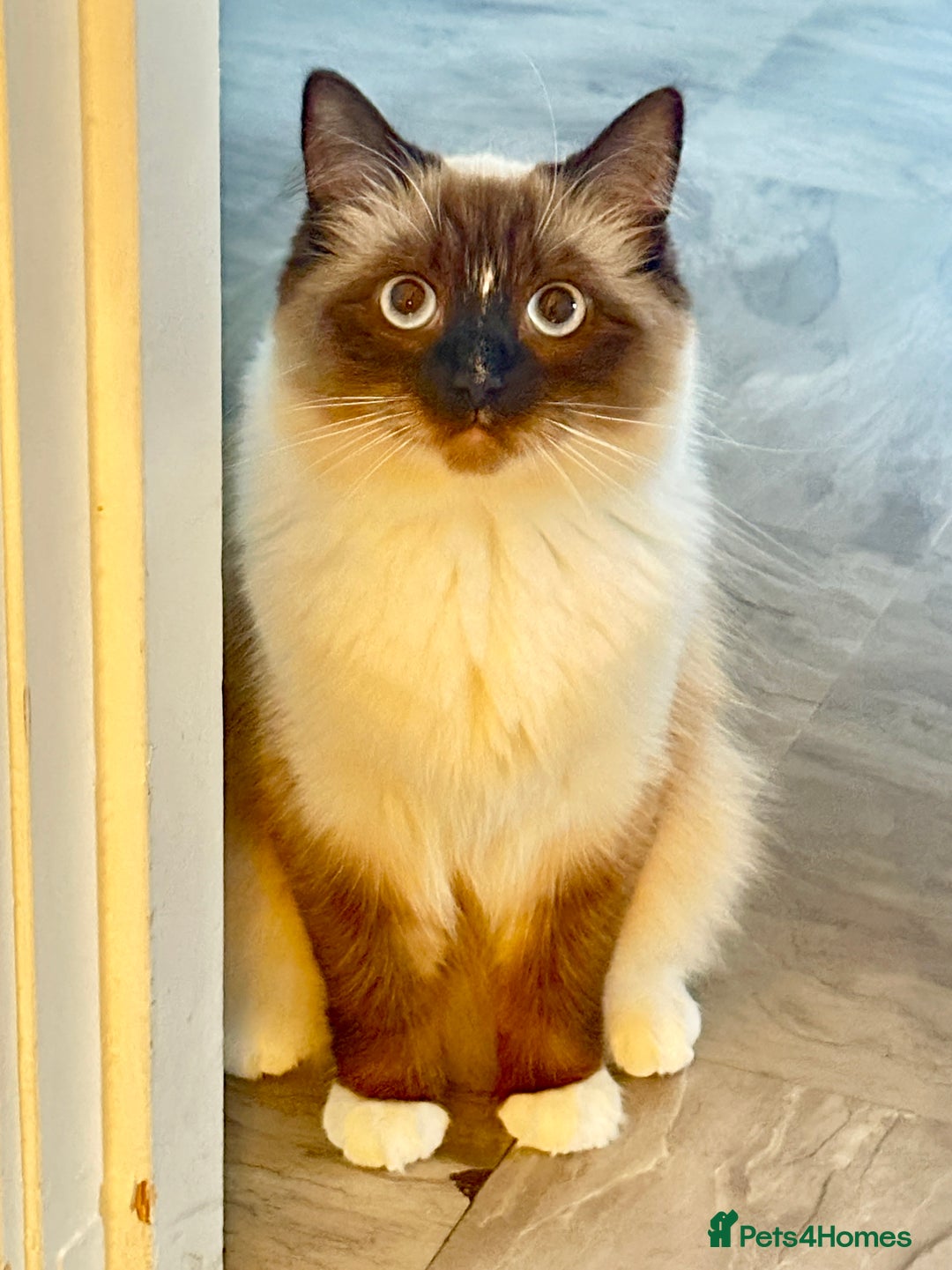 Siberian cats for sale: Daisy, - Image 3