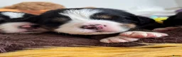 Bernese Mountain Dog dogs for sale: KC Registered Bernese Mountain Dog Puppies - Advert 31
