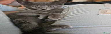 Silver boy 