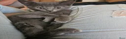 Mixed Breed cats for sale: Two beautiful kittens silver boy and cream boy   - Advert 3