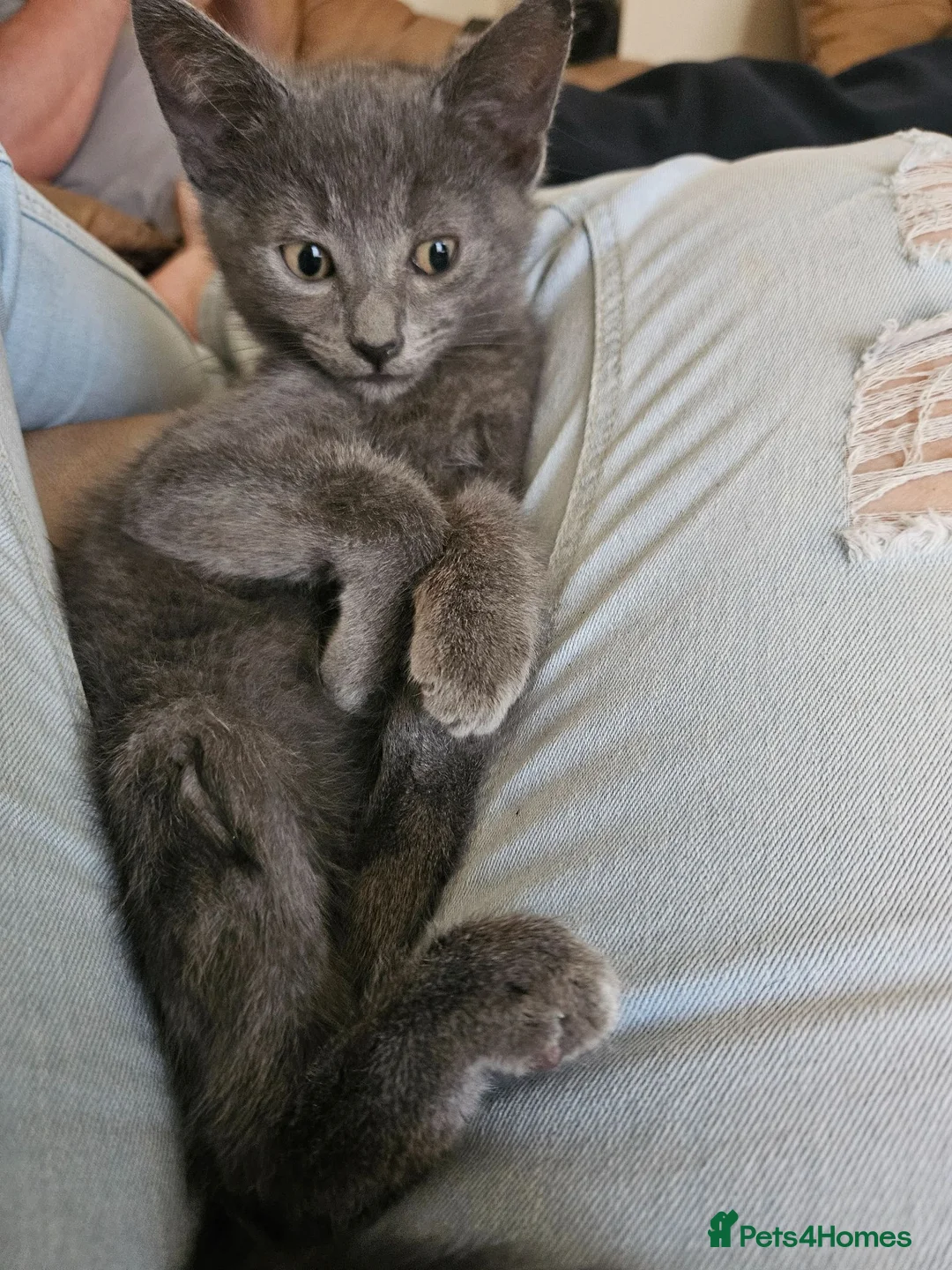 Mixed Breed cats for sale: Two beautiful kittens silver boy and cream boy   - Advert 3