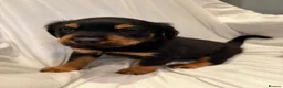Rottweiler dogs for sale: 🐾Fluffy Rottweiler Puppies – From Murphy & Kyra🐾 in Lytham Saint Annes - Advert 3