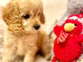 Cavapoo dogs Cavapoo - Advert 2