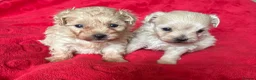 Maltipoo dogs for sale: Beautiful Maltipoos  - Advert 7