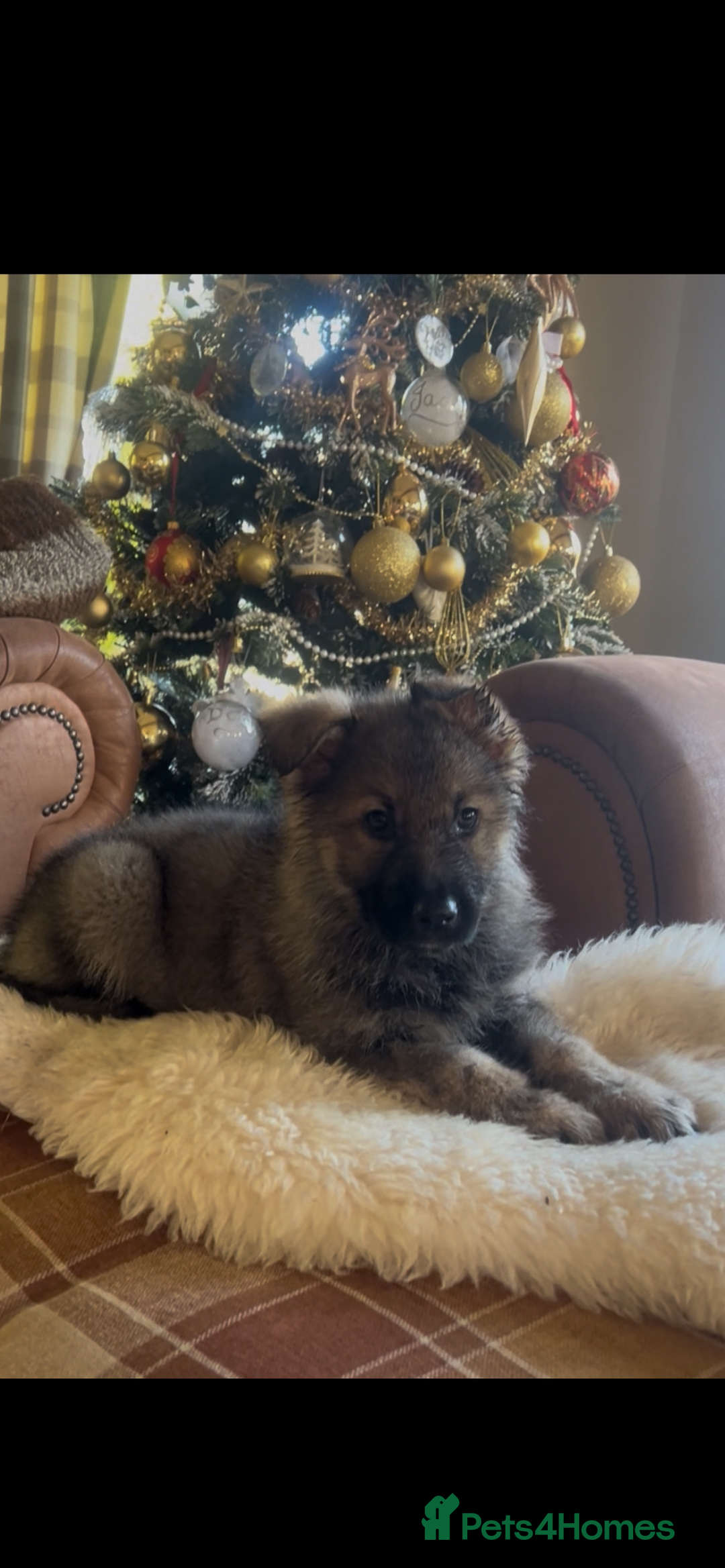 German Shepherd dogs for sale: German shepherd puppies  - Advert 13