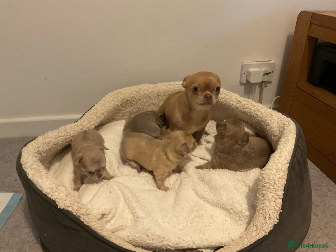 Chihuahua dogs for sale: Beautiful chihuahua puppies  - Advert 21