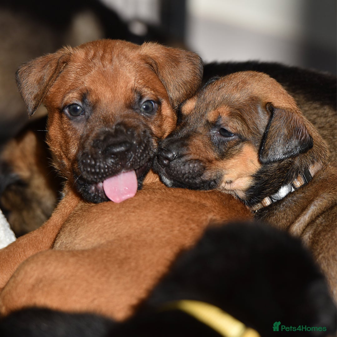 Belgian Shepherd Dog dogs for sale: Bullherders top working lines  - Advert 12