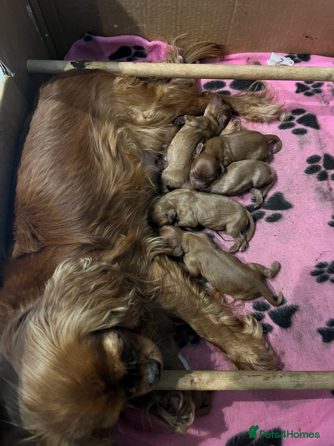 Cavalier King Charles Spaniel dogs for sale: Pure pedigree kc registered ruby cavaliers - Advert 2