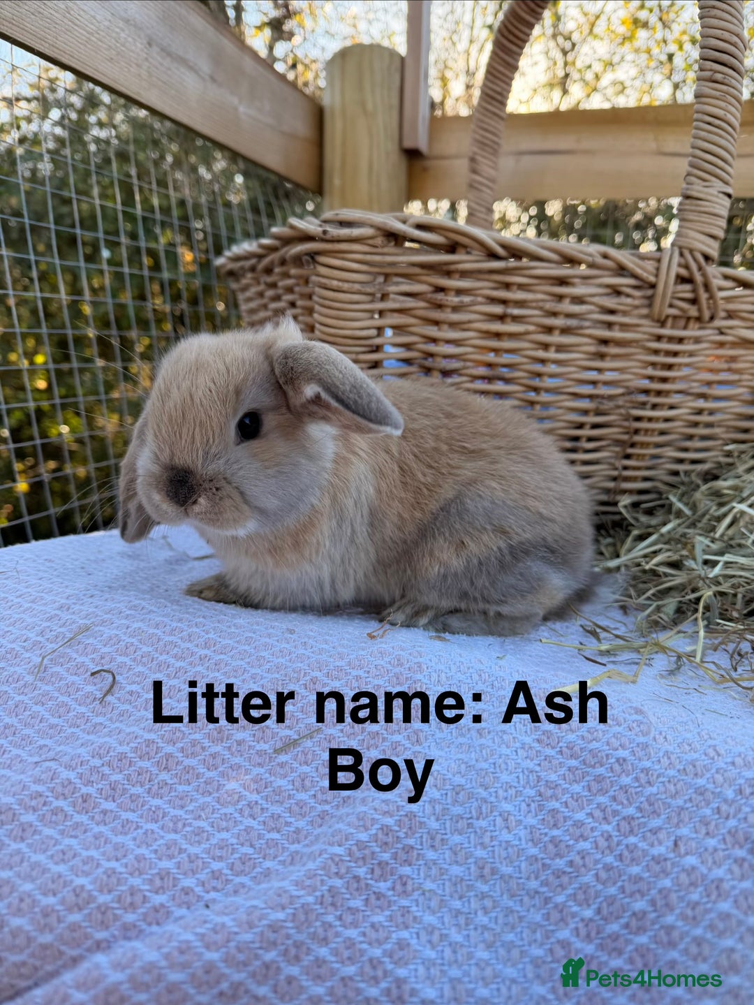 Mini Lop rabbits for sale: Mini Lop bunnies  - Advert 29