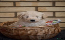 Goldendoodle dogs for sale: Only 2 left of Mela's Marvels F1Bs - Image 5