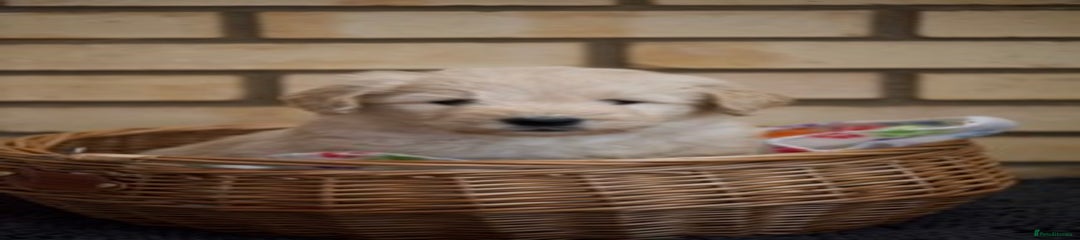 Goldendoodle Puppy 2